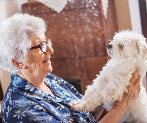 Pourquoi les animaux font-ils du bien aux seniors ?